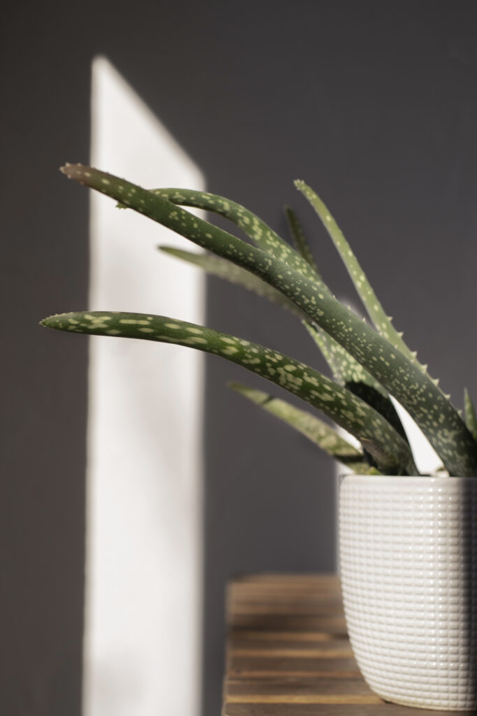 Best Indoor Plants for Oxygen