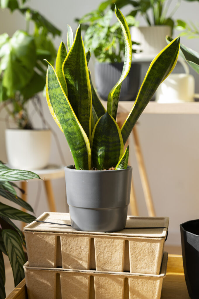 Best Indoor Plants for Oxygen