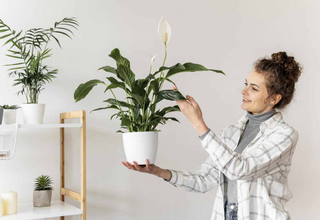 Best Indoor Plants for Oxygen