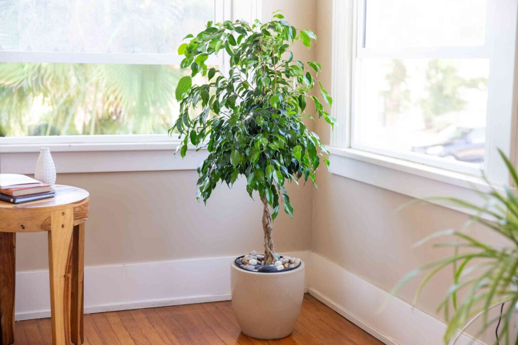 Best Indoor Plants for Oxygen